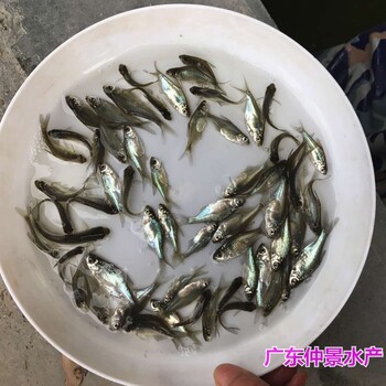 浙江宁波红鲳鱼苗批发四川绵阳淡水白鲳鱼苗出售