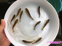 广东湛江银雪鱼苗批发广东阳江银鳕鱼苗养殖基地图片0