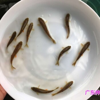 湖北荆州大鳞鲃苗出售湖北襄阳银鳕鱼苗批发