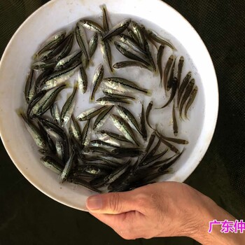 江苏无锡淡水鲈鱼苗批发江苏常州驯化鲈鱼苗出售