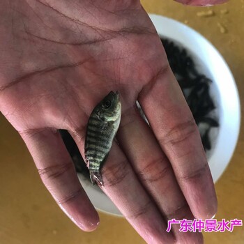 廣西百色淡水花斑魚苗批發(fā)廣西崇左石斑魚苗養(yǎng)殖基地