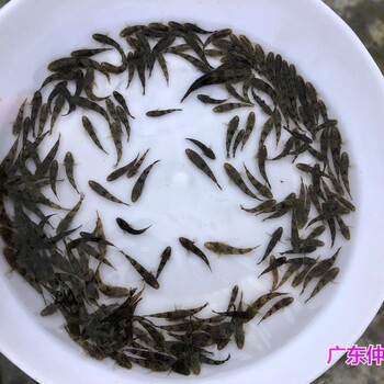 浙江舟山杂交笋壳鱼苗批发浙江台州笋壳鱼苗出售