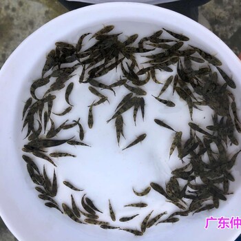 江苏南通鸭嘴鲟鱼苗出售江苏连云港鸭嘴鱼苗批发