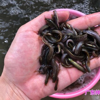 湖北荆州泥鳅鱼苗批发湖北襄阳泥鳅苗种苗出售