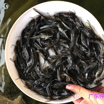 浙江衢州叉尾魚(yú)苗批發(fā)四川達(dá)州鮰魚(yú)苗出售