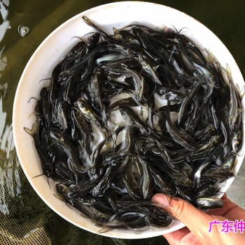 浙江衢州叉尾魚(yú)苗批發(fā)四川達(dá)州鮰魚(yú)苗出售