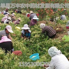树型金银花苗的特点
