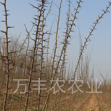 皂角树的种植技巧