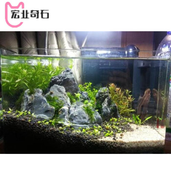 福建青龍石怎樣造景好看？青龍石水陸缸造景