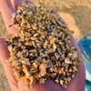 毛糧碎玉米下腳料源頭現貨養殖用碎玉米碎小麥量大優惠