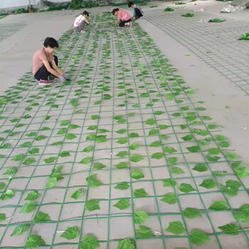 钢塑格栅绿叶网山体绿化植物攀爬网护山绿叶网生产厂家