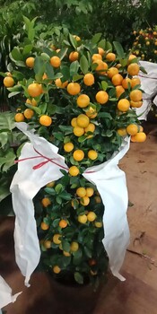 2023年北京卖金桔树盆栽金橘树送货