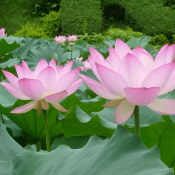 北京花卉送货、绿植送货、盆栽送货