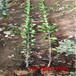 1.5米北海道黄杨常绿灌木2米3米4米北海道黄杨