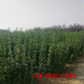 黄杨,品种规格,现挖现发1.8米2米2.2米北海道黄杨