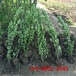 常绿灌木1米1.2米1.5米1.8米北海道黄杨