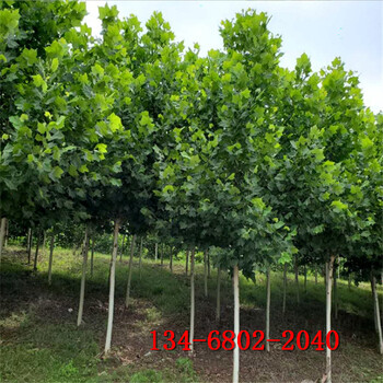 造型法桐10、12、15、16公分速生法桐树
