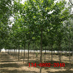 10公分法桐绿化工程速生法桐树15-18-20公分法桐树