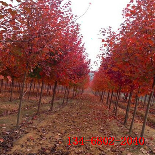 丛生美国红枫3米4米5米6米8米丛生美国红枫