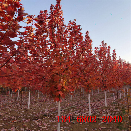 5米丛生美国红枫10、11、12公分美国红枫树