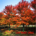 10公分丛生红枫现场号树-15-18-20公分美国红枫