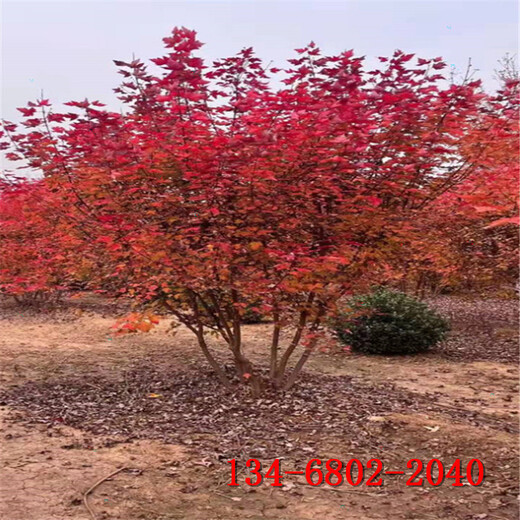 美国红枫树6公分/7公分/8公分美国红枫十月光辉