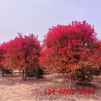 5米丛生美国红枫12公分15公分丛生美国红枫