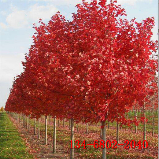 3米丛生美国红枫-5公分8公分10公分红点红枫