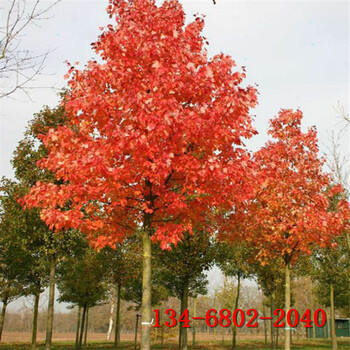 美国红枫_秋火焰_3公分4公分5公分6公分美国红枫树
