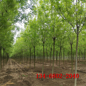白蜡价格多少,10-15-18-20公分白蜡树
