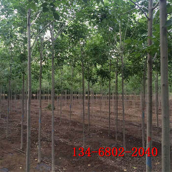 白蜡价格多少,10-15-18-20公分白蜡树