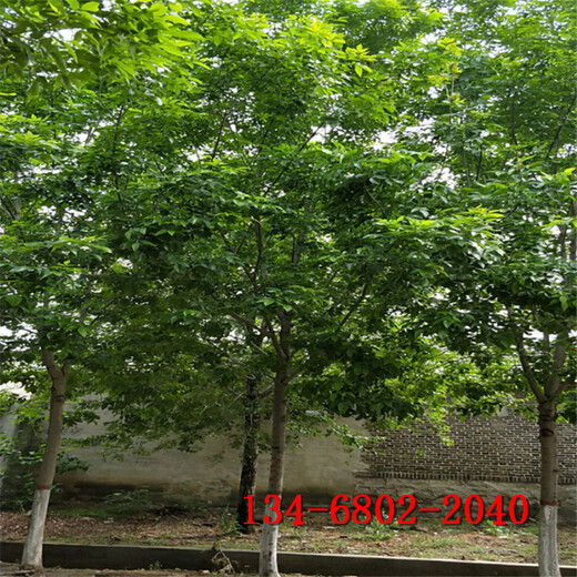 绿化白蜡8-15公分白蜡18公分20公分白蜡树