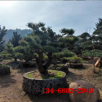 3米泰山景松4米造型黑松-5米6米7米景观松