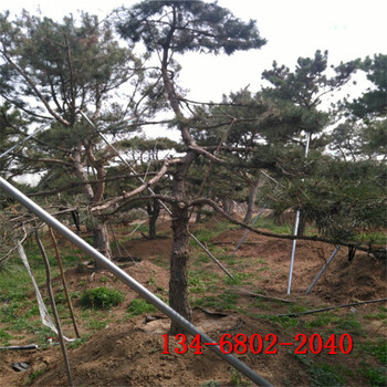 1米泰山景松-2米造型黑松-3米4米造型景松