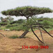 各种规格造型油松、2米黑松价格3米4米5米造型景松