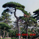泰山景松2米3米造型油松3.5米造型松