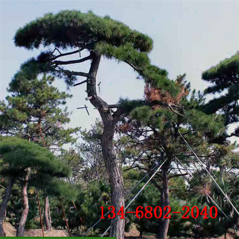 造型松2米3米黑松树形优美4米泰山景松