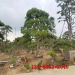 造型景松-2米-3米景松4米5米造型油松图片
