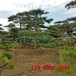 2米造型油松2.5米造型景松3-4-5米景松
