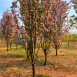 绚丽海棠4公分5公分6公分7公分北美海棠树图片