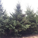 2米云杉,2.5米云杉3米以上云杉出售4米5米6米云杉
