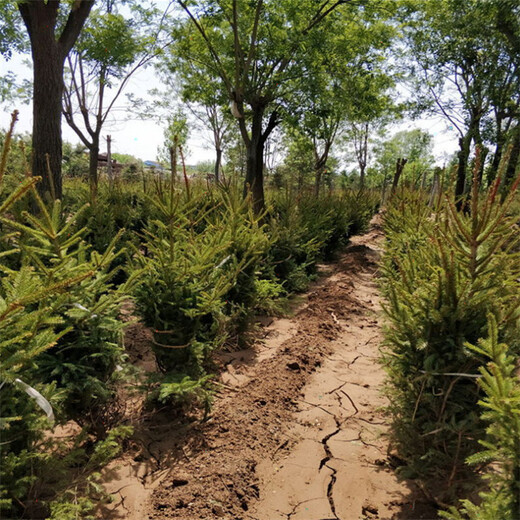 种植基地1米1.5米云杉树、2米2.5米云杉