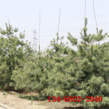 1米白皮松1.5米2米3米白皮松树