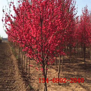 红叶碧桃树5-6-8-10公分菊花碧桃