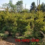 2.5米云杉价格3米-4米云杉树