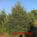 云杉,2.5米云杉价格3米-4米云杉树