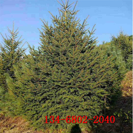 云杉树价格-1米2米3米4米云杉