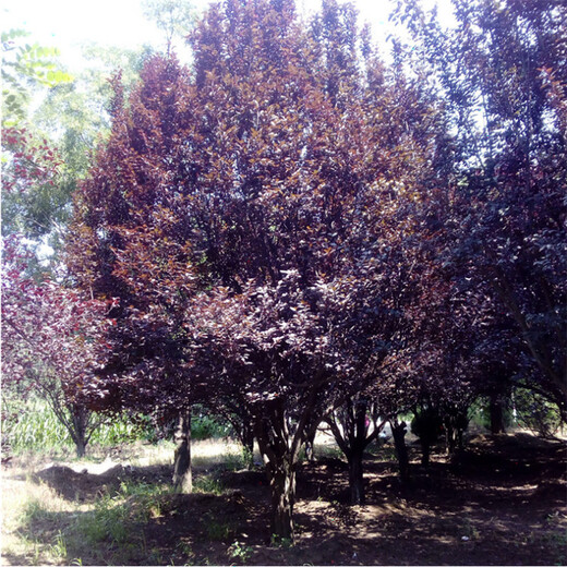 紫叶李树5公分8公分10公分紫叶李树
