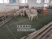 新疆和田皮山县辉煌养殖设备厂养羊复合漏粪板