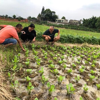 中药材泽泻种苗出售泽泻种植基地直发，